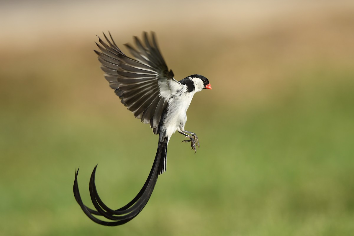 Pin-tailed Whydah - ML640676830