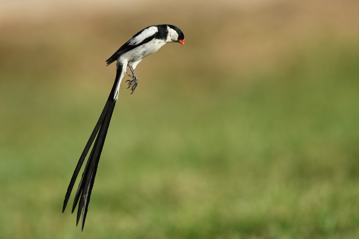 Pin-tailed Whydah - ML640676833