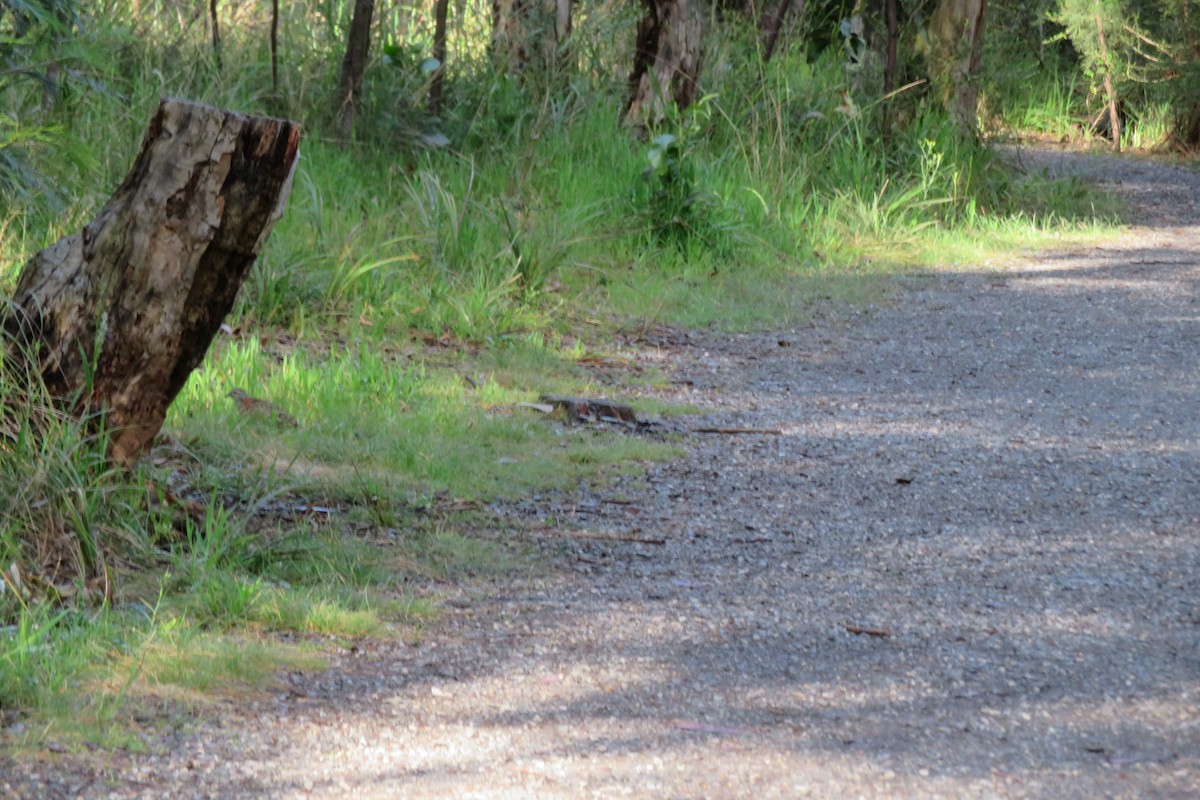 Painted Buttonquail - ML640676850
