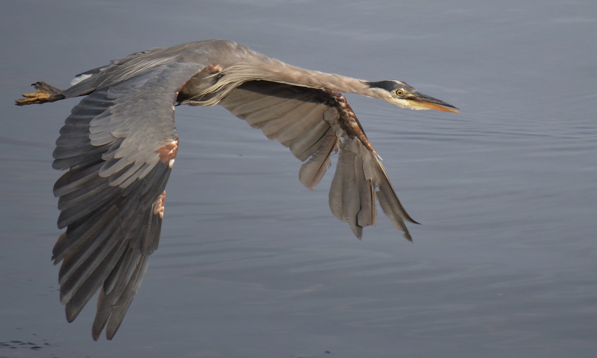 Great Blue Heron - ML640676885