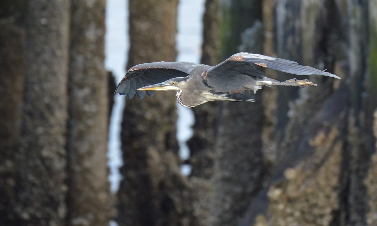 Great Blue Heron - ML640676886