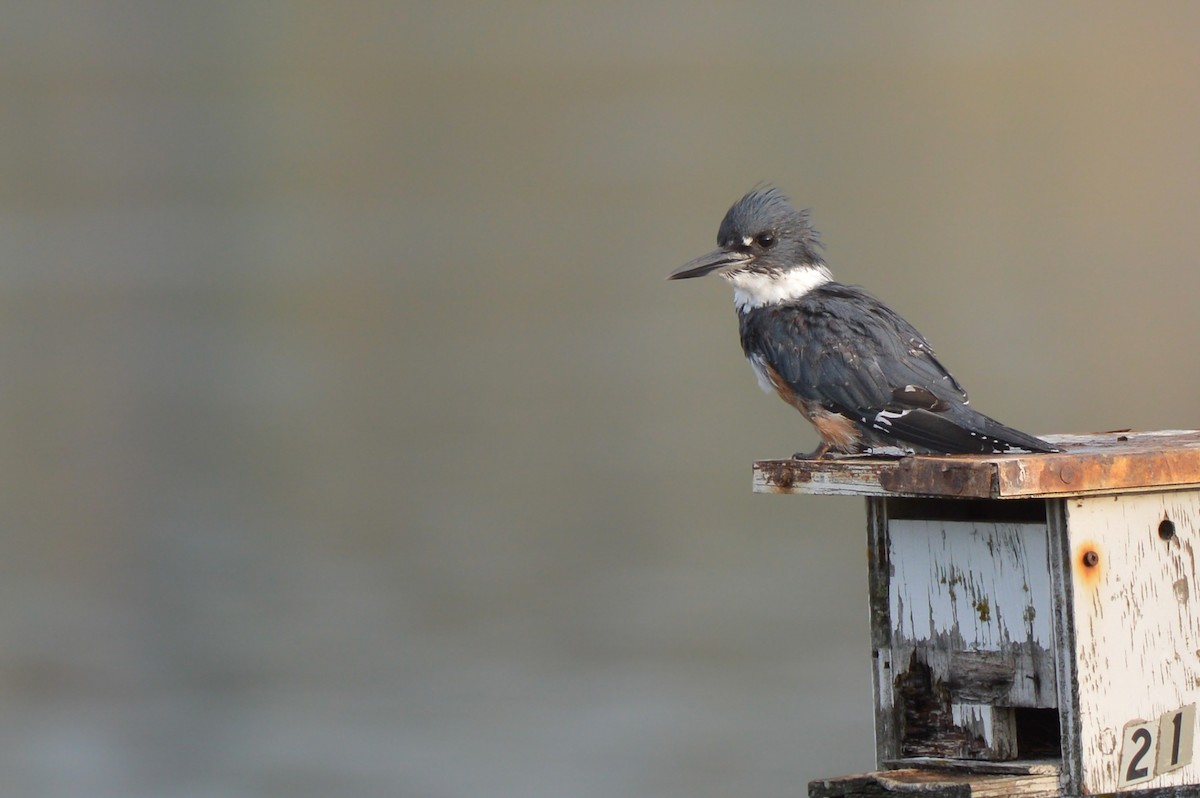 Belted Kingfisher - ML640676897