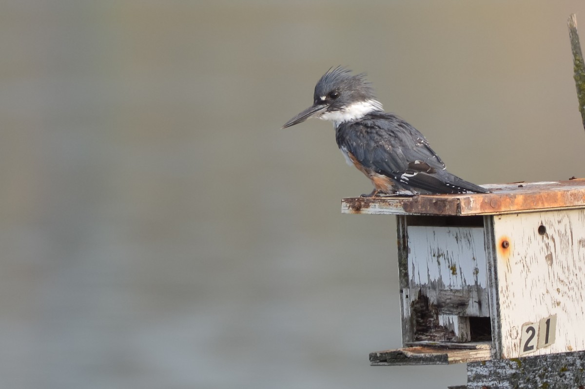 Belted Kingfisher - ML640676898
