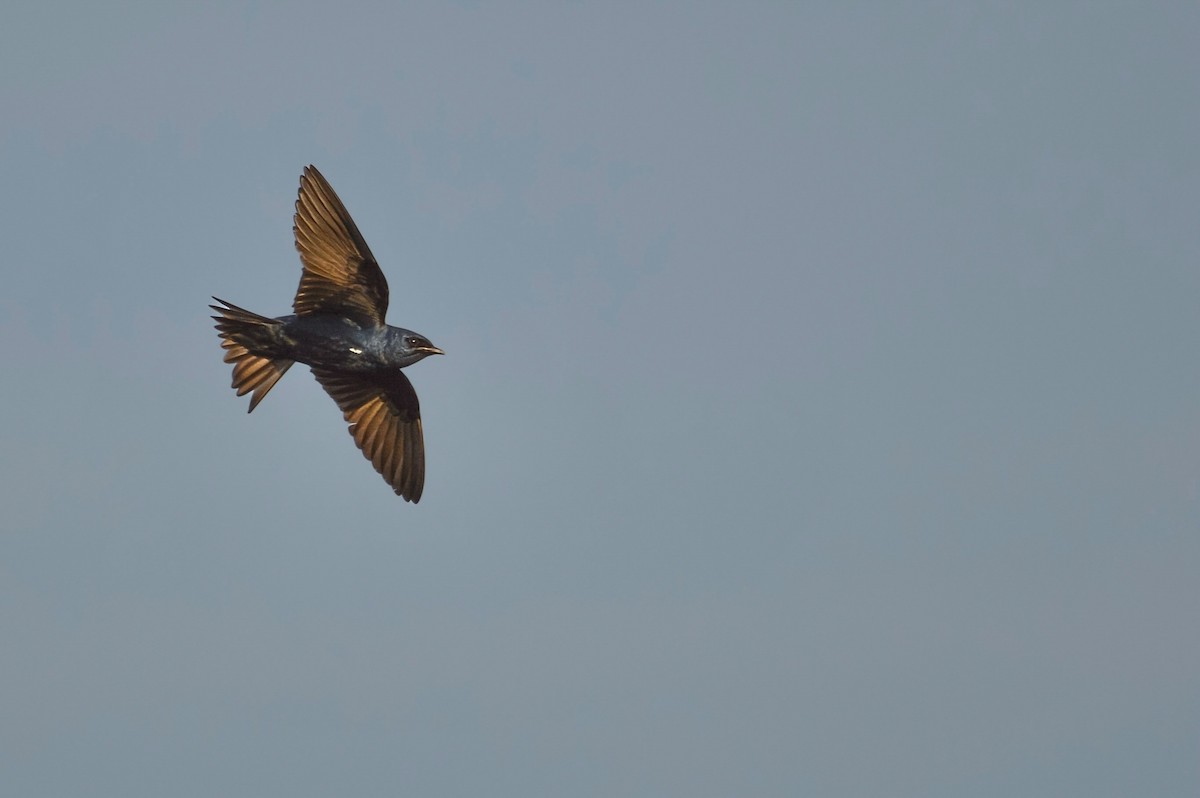 Purple Martin - ML640676908
