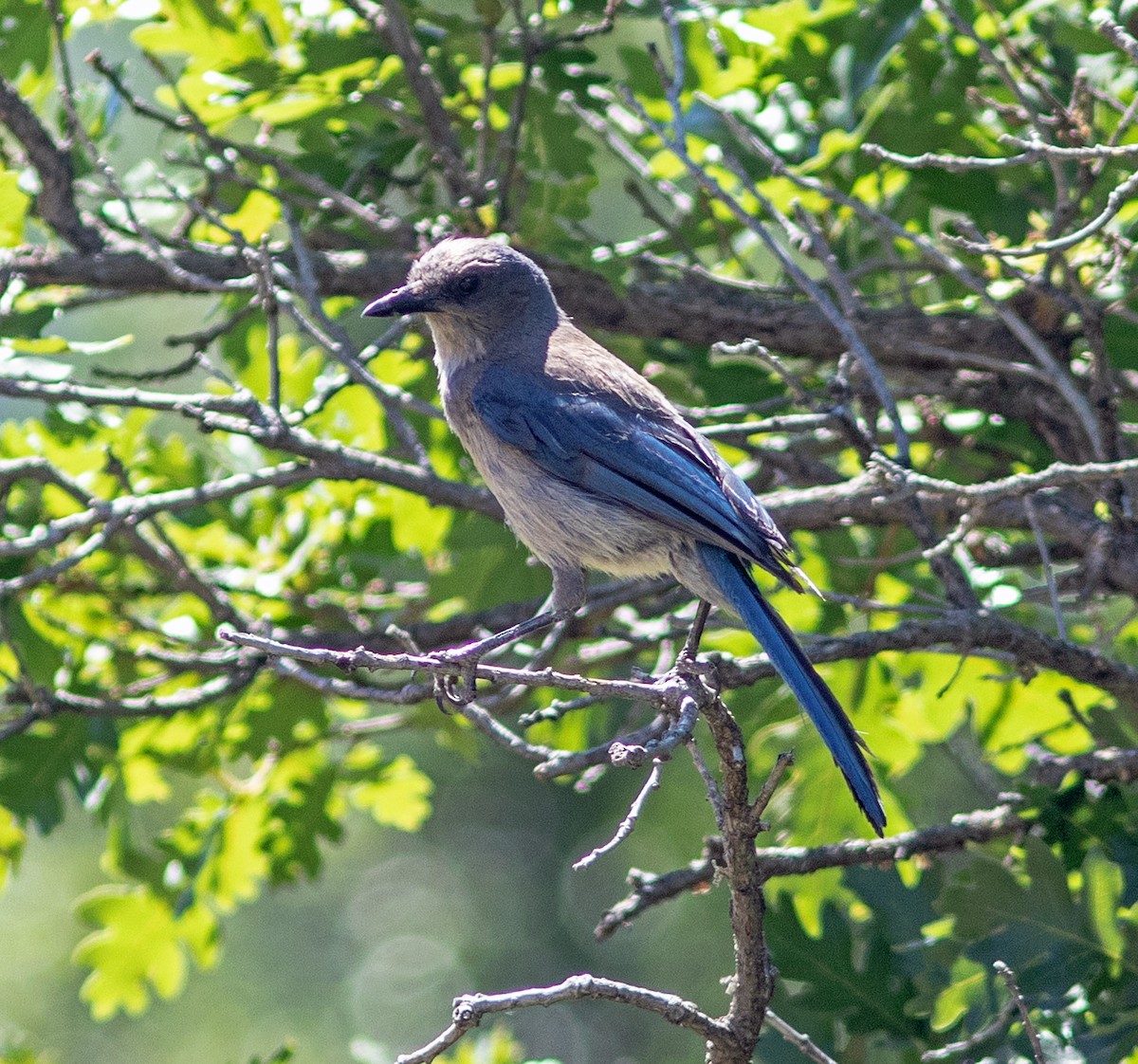 Woodhouse's Scrub-Jay - ML640676944