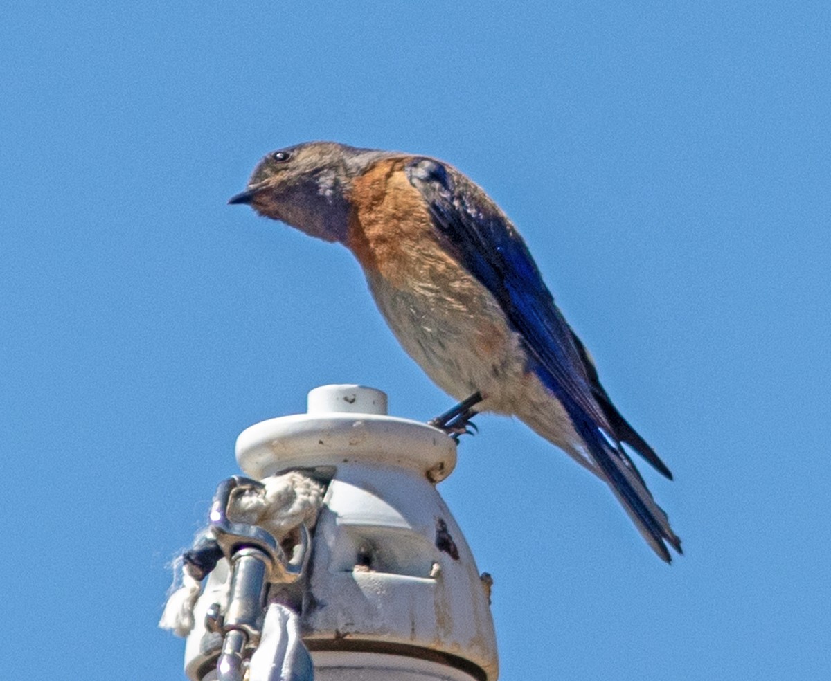 Western Bluebird - ML640676948