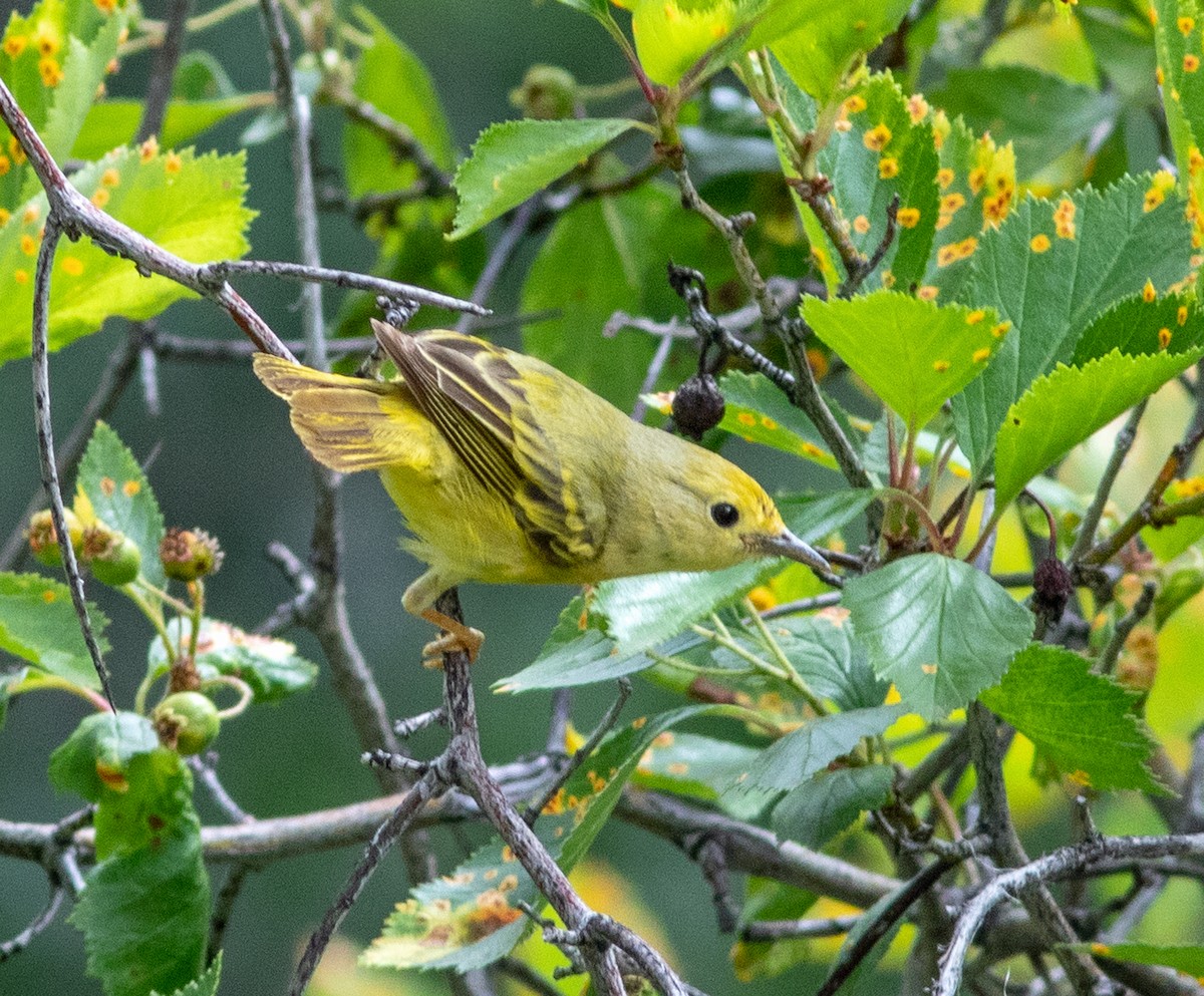 Yellow Warbler - ML640676955