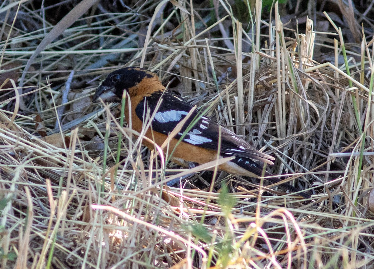 Black-headed Grosbeak - ML640676961