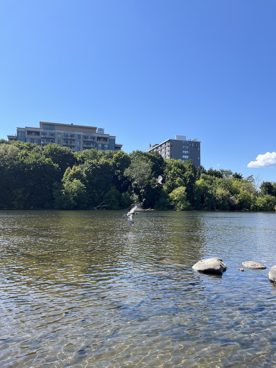 Great Blue Heron - ML640677087