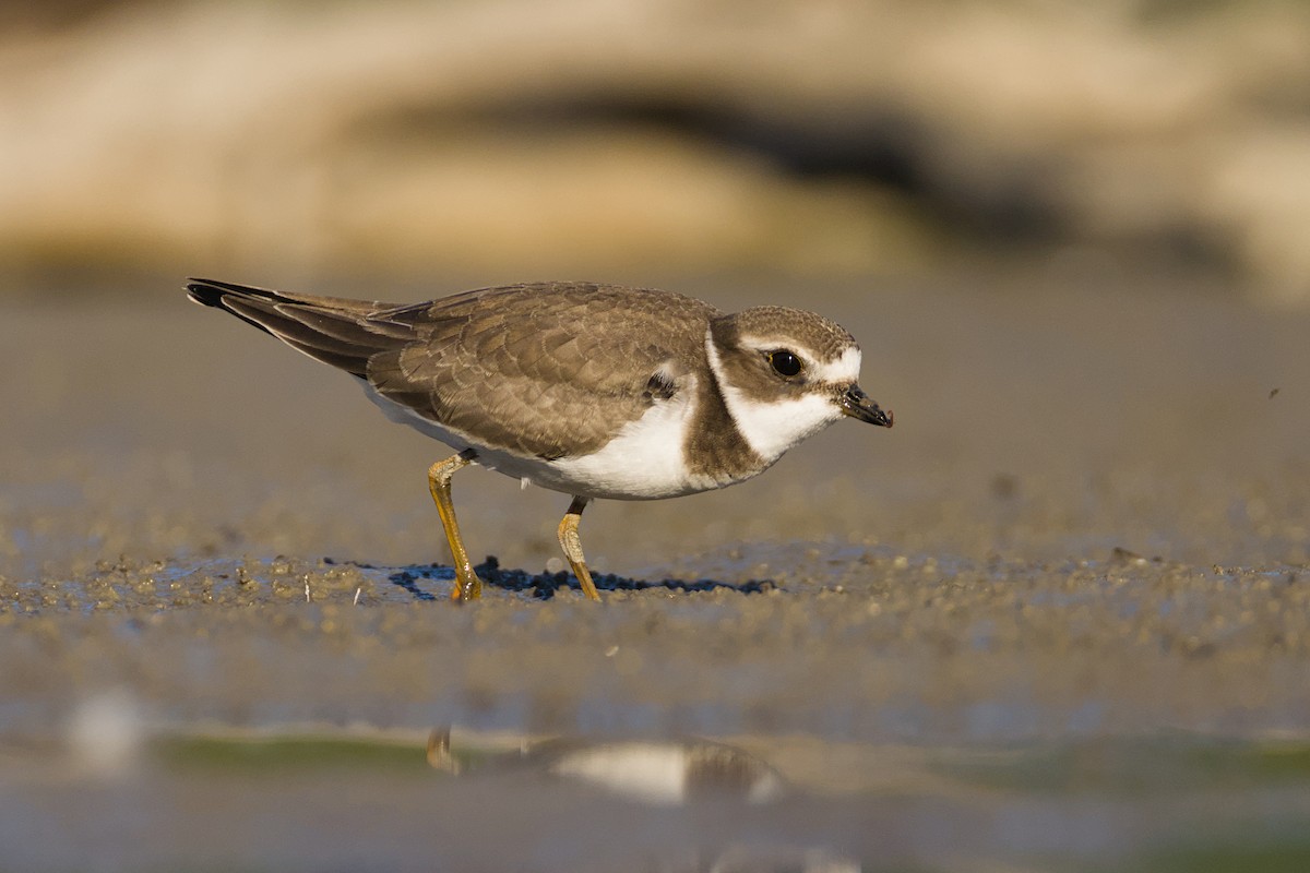 Semipalmated Plover - ML640677163