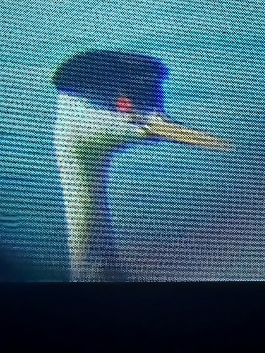 Western Grebe - ML640677434
