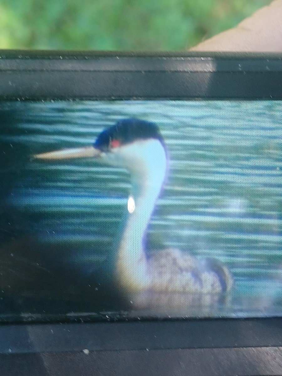 Western Grebe - ML640677444