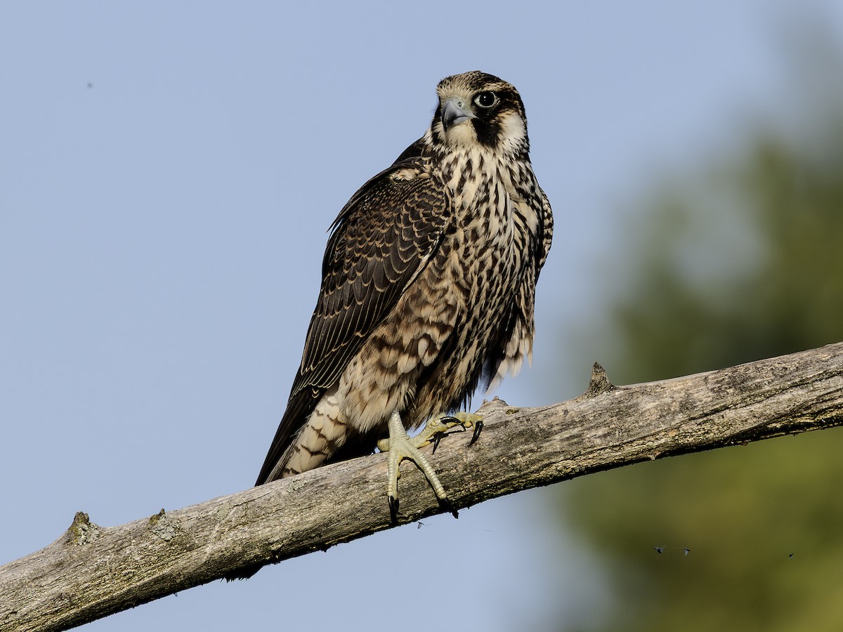 Peregrine Falcon - ML640677515