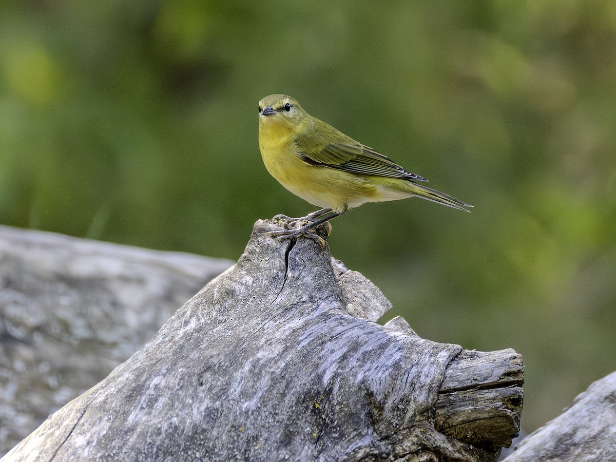 Tennessee Warbler - ML640677567