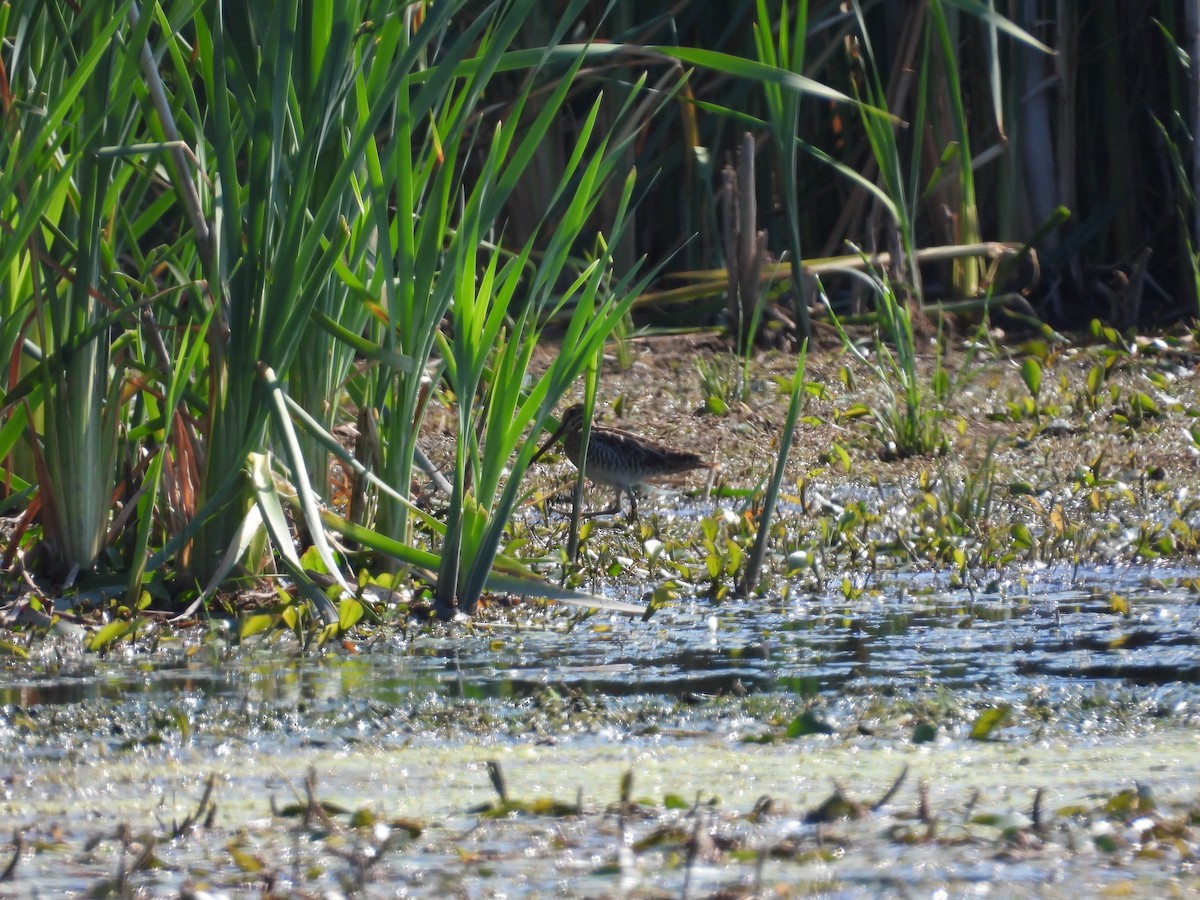 Wilson's Snipe - ML640677653