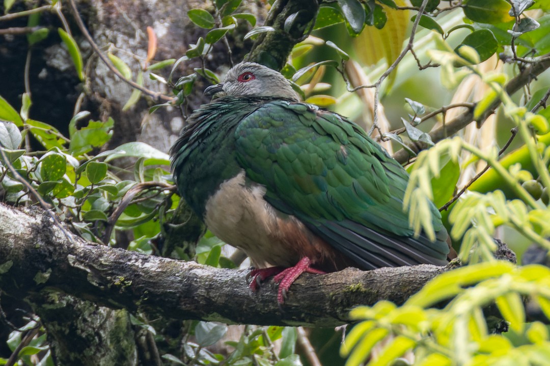 Pink-bellied Imperial-Pigeon - ML640677661