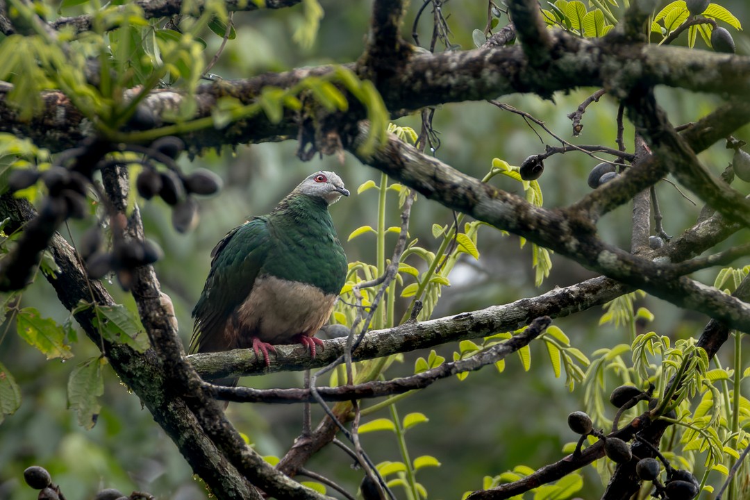 Pink-bellied Imperial-Pigeon - ML640677662