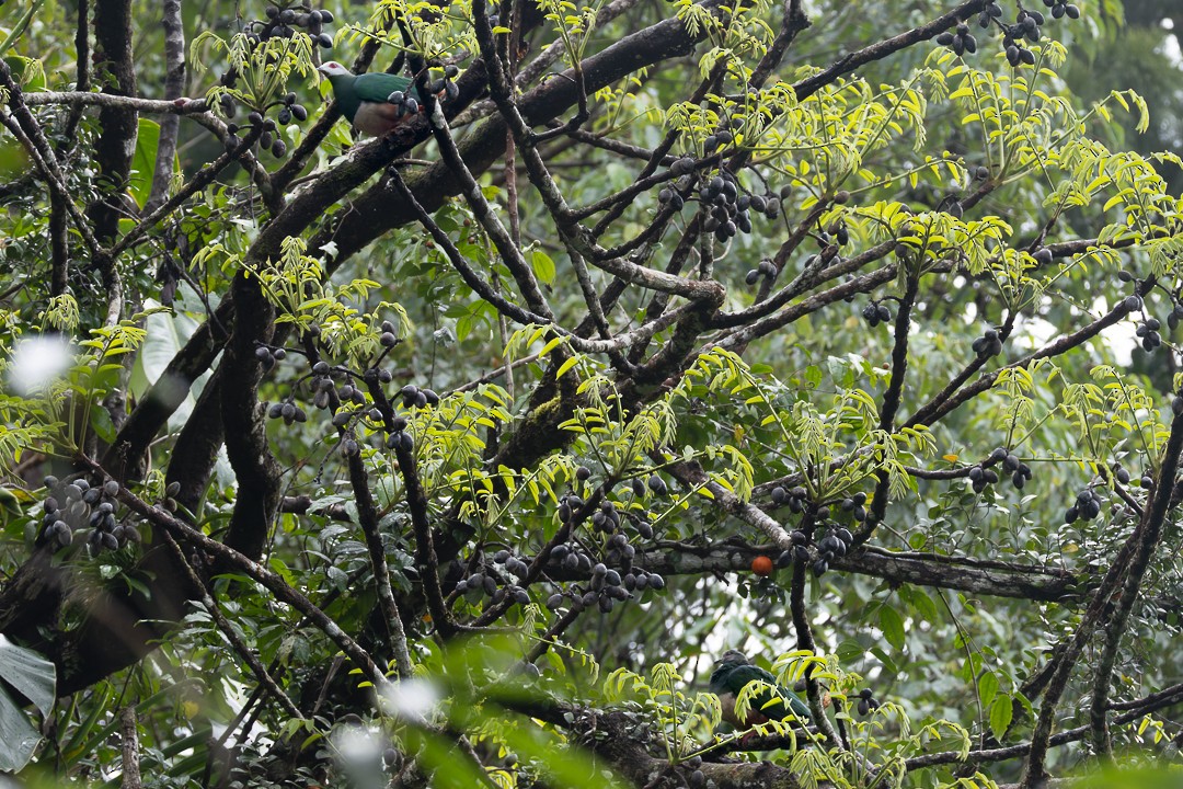 Pink-bellied Imperial-Pigeon - ML640677663