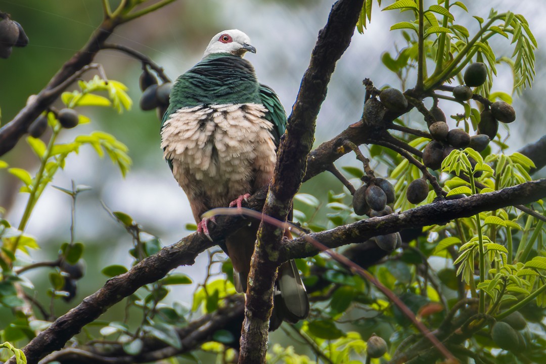 Pink-bellied Imperial-Pigeon - ML640677665