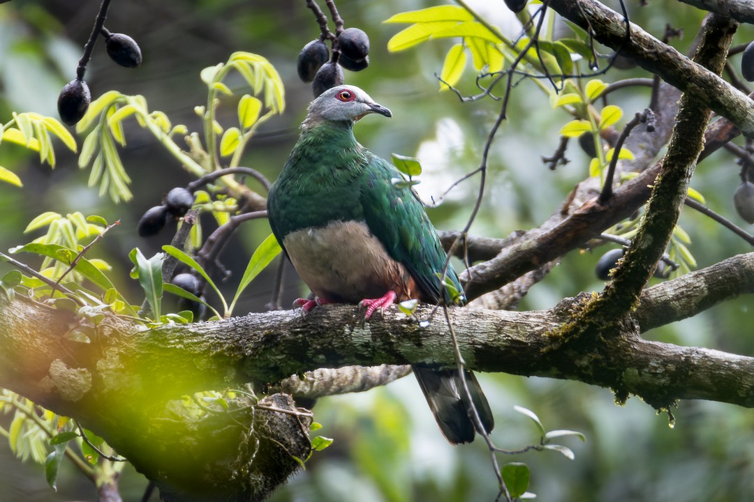 Pink-bellied Imperial-Pigeon - ML640677667