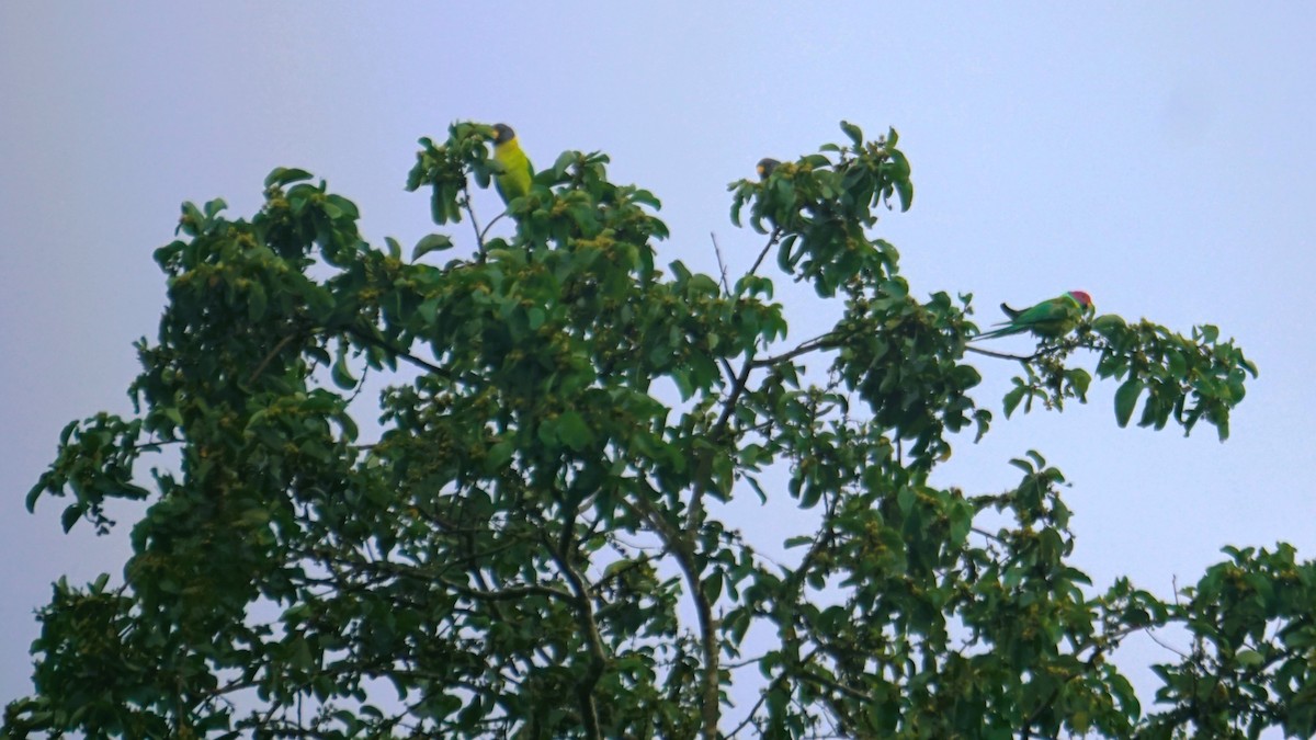 Plum-headed Parakeet - ML640677698