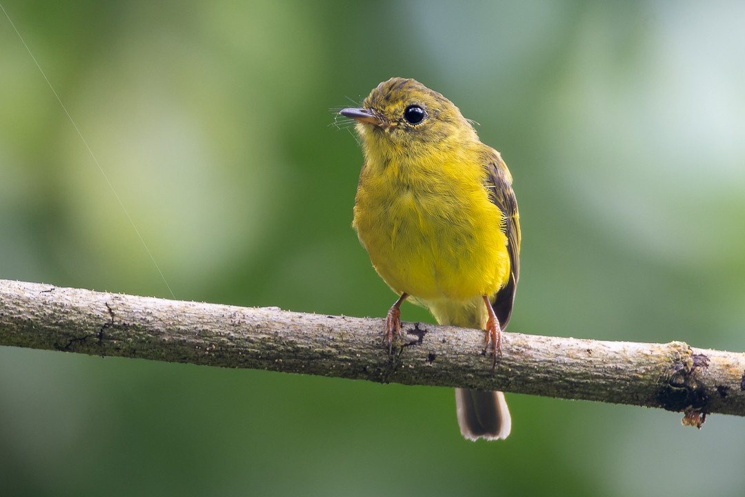 Citrine Canary-Flycatcher - ML640677707