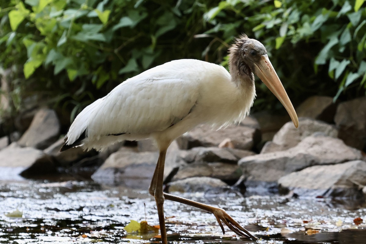 Wood Stork - ML640677712