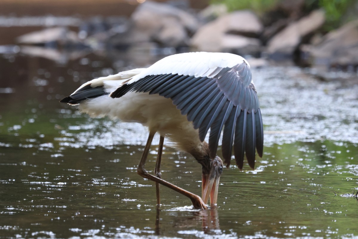 Wood Stork - ML640677713
