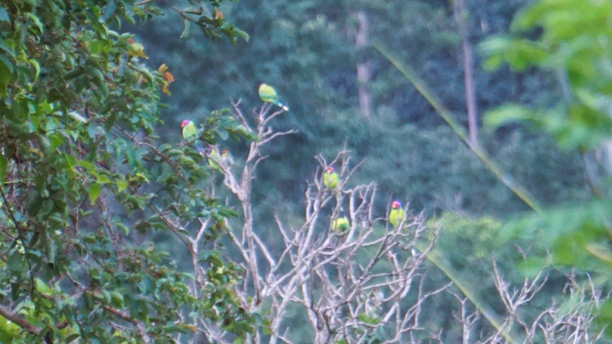 Plum-headed Parakeet - ML640677719