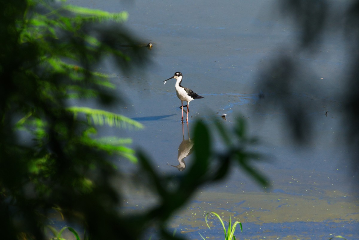 Black-necked Stilt - ML640677925