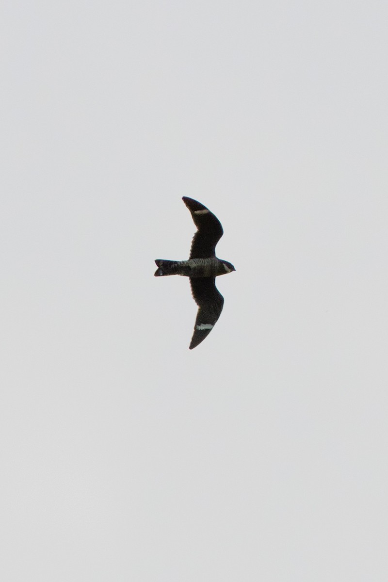Common Nighthawk - ML640677963