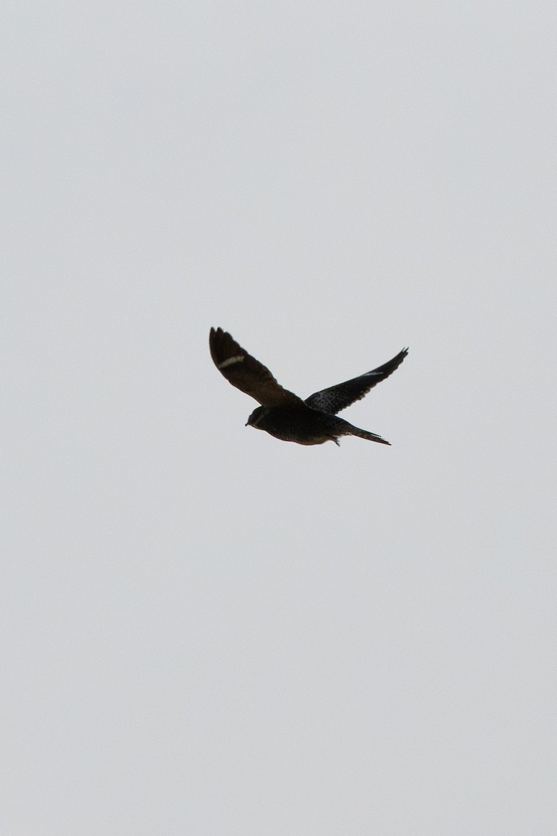 Common Nighthawk - ML640677964