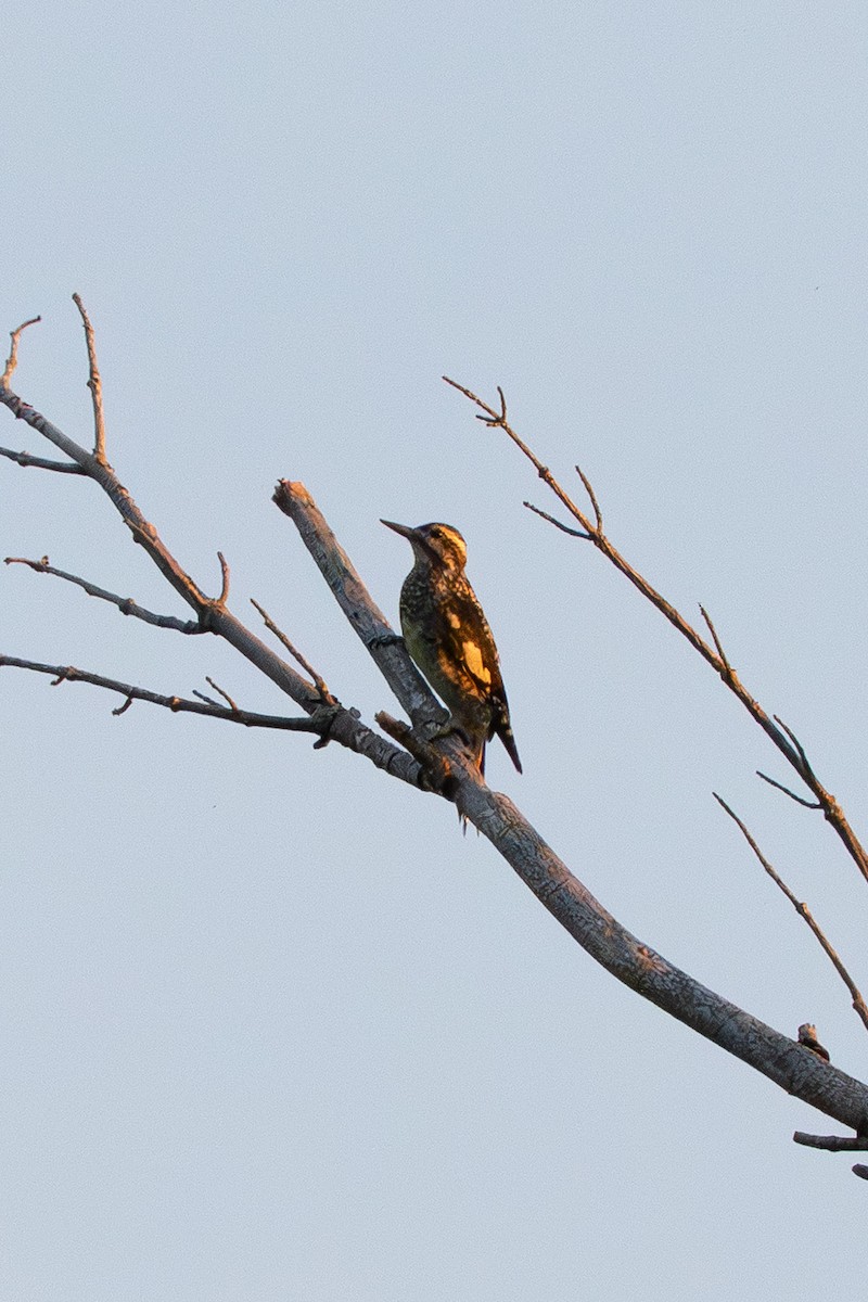 Yellow-bellied Sapsucker - ML640677970