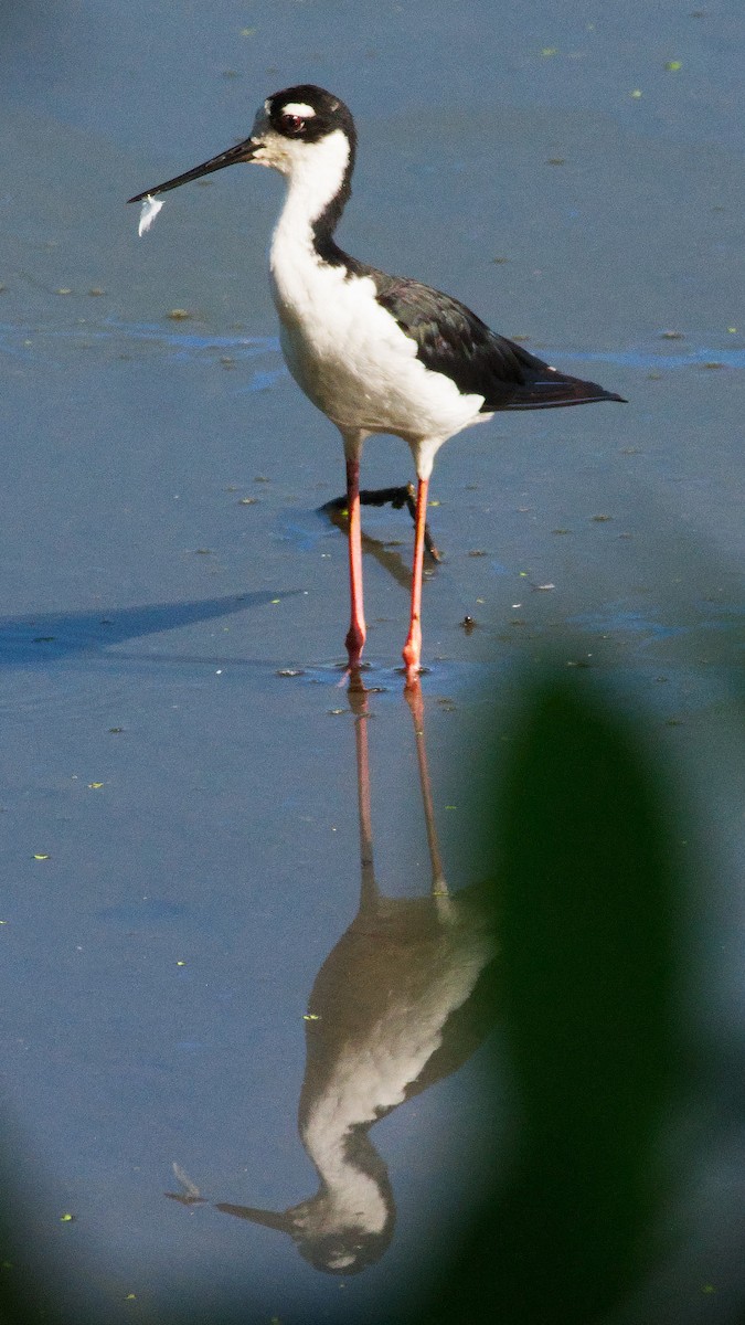 Black-necked Stilt - ML640678012