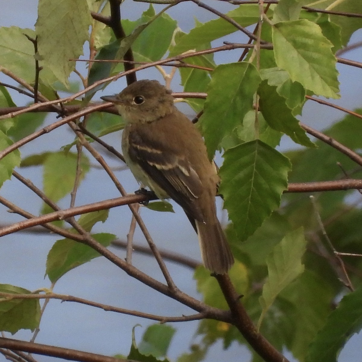 Mosquero sp. (Empidonax sp.) - ML640678068