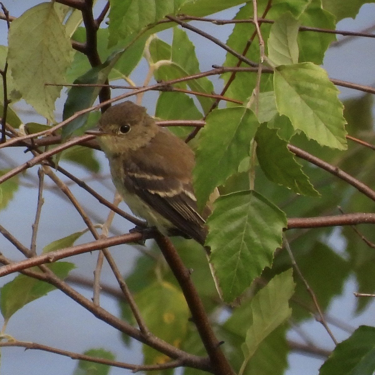 Mosquero sp. (Empidonax sp.) - ML640678069