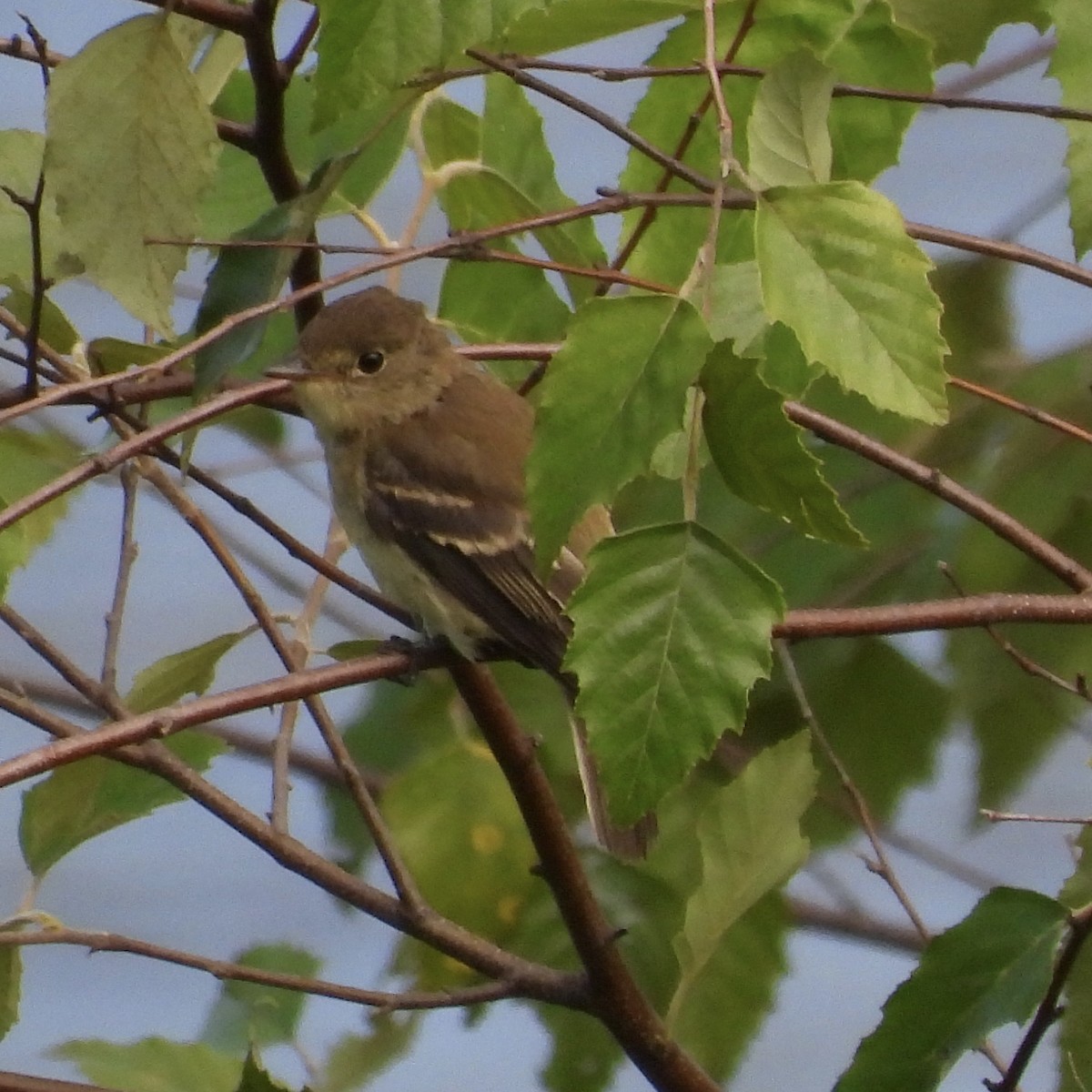 Mosquero sp. (Empidonax sp.) - ML640678070