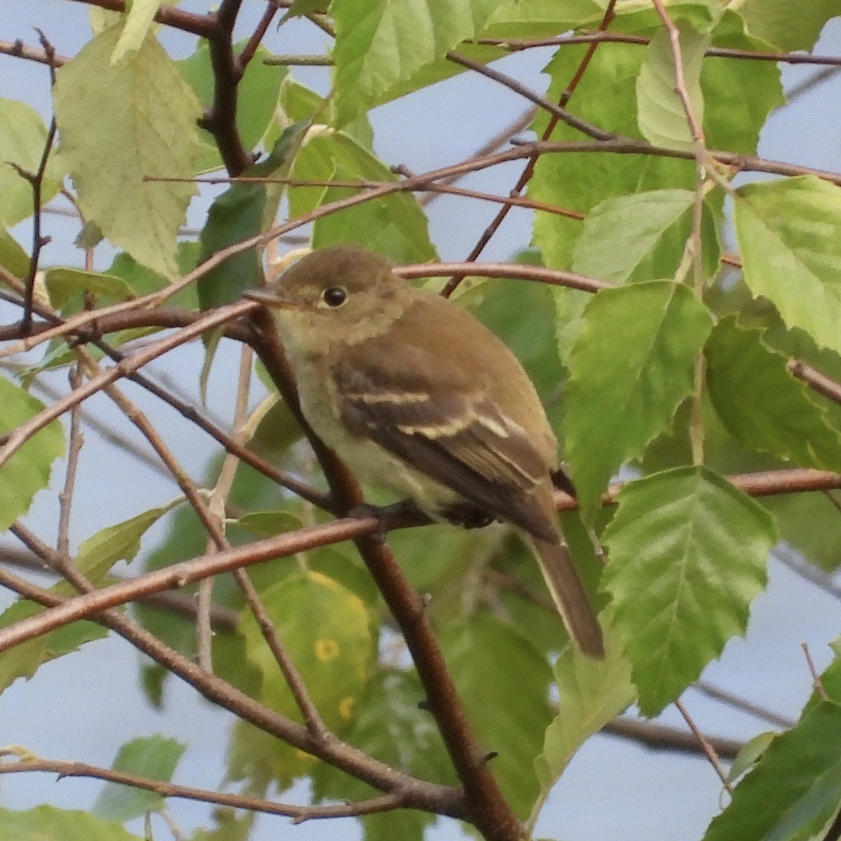 Mosquero sp. (Empidonax sp.) - ML640678071
