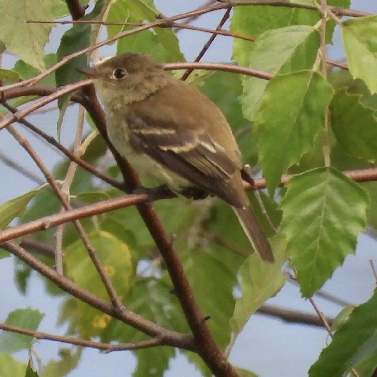 Mosquero sp. (Empidonax sp.) - ML640678072