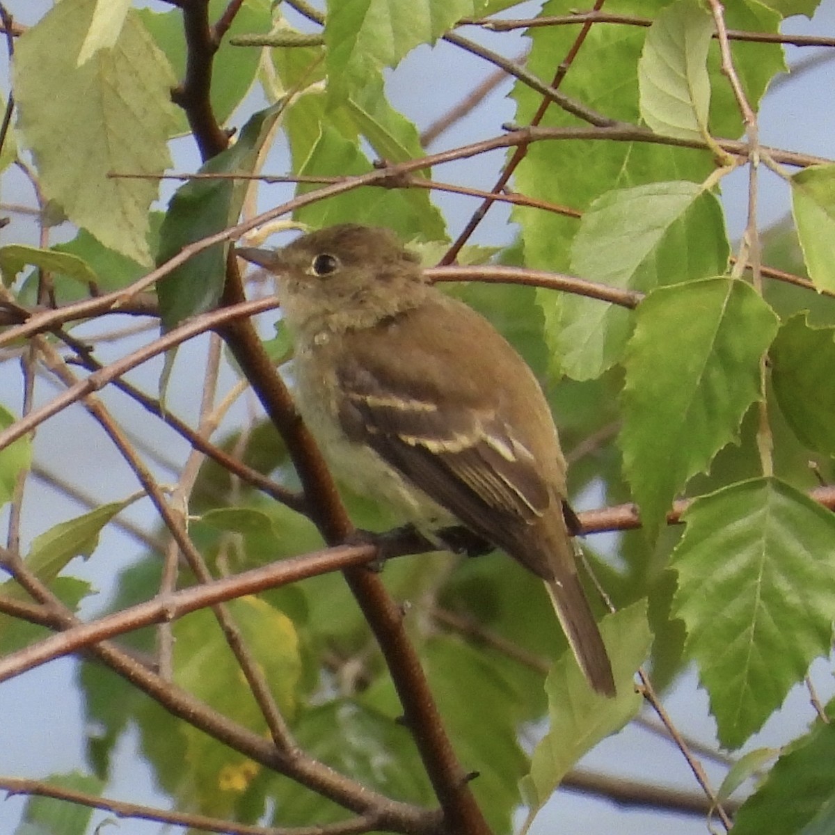Mosquero sp. (Empidonax sp.) - ML640678073