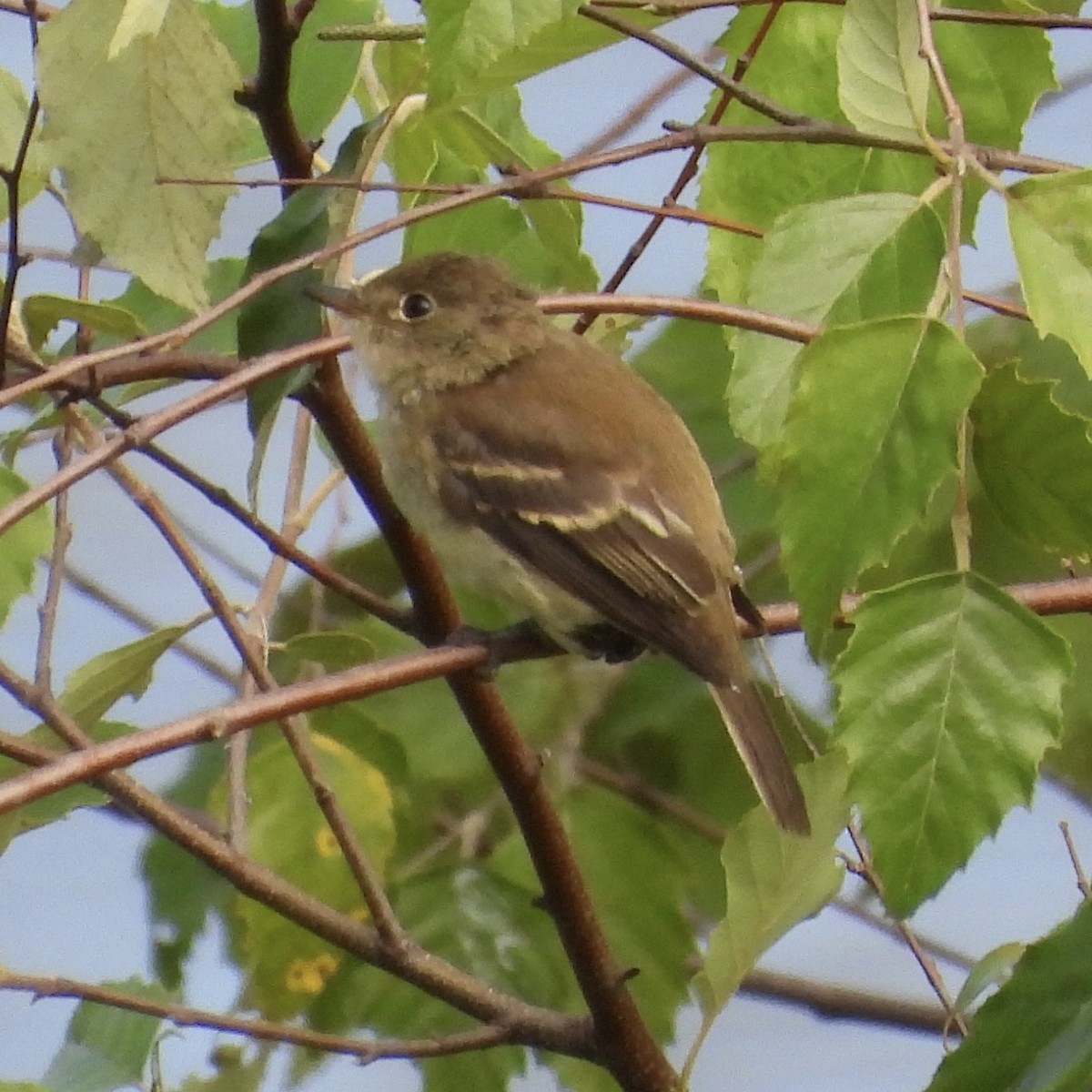 Mosquero sp. (Empidonax sp.) - ML640678074