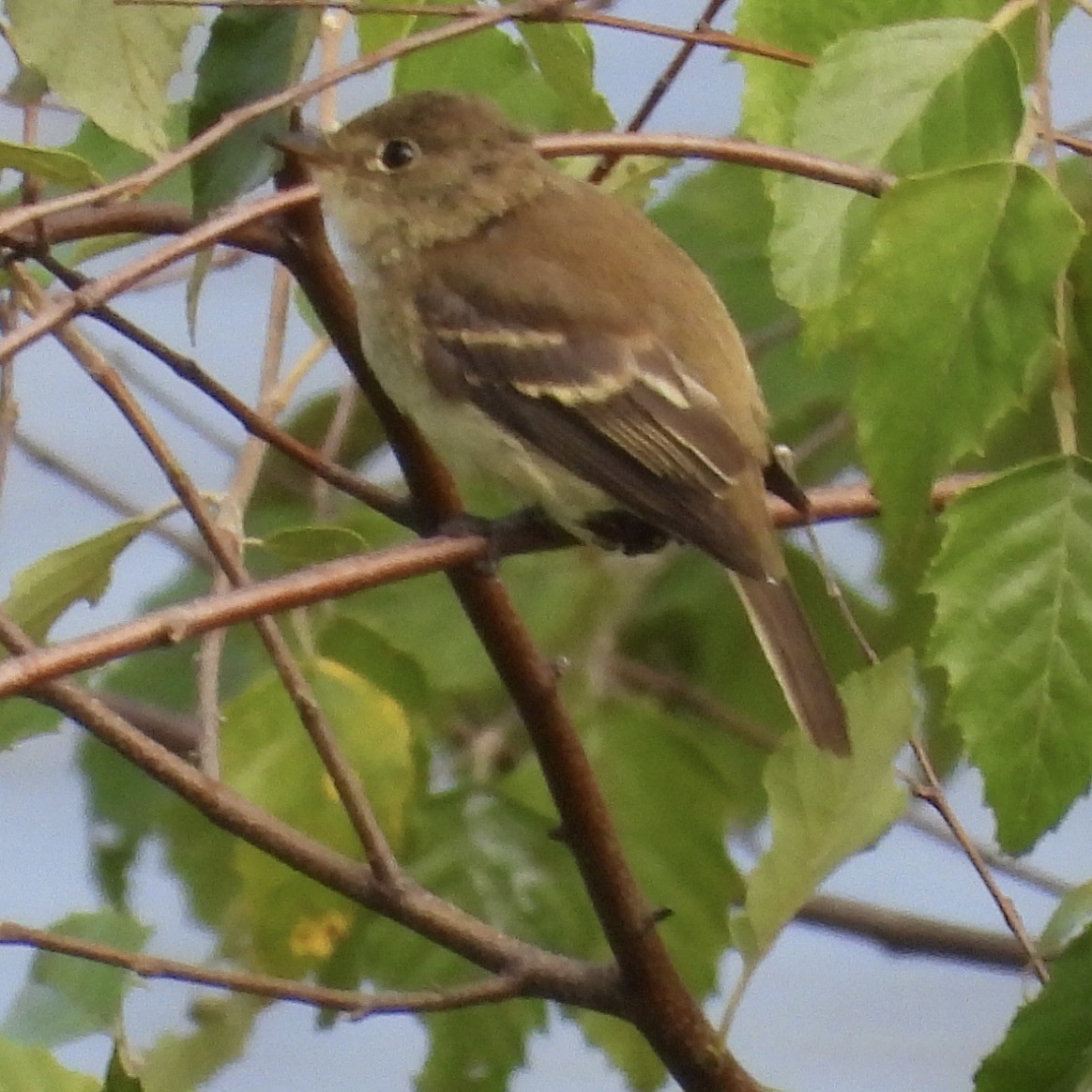 Mosquero sp. (Empidonax sp.) - ML640678075