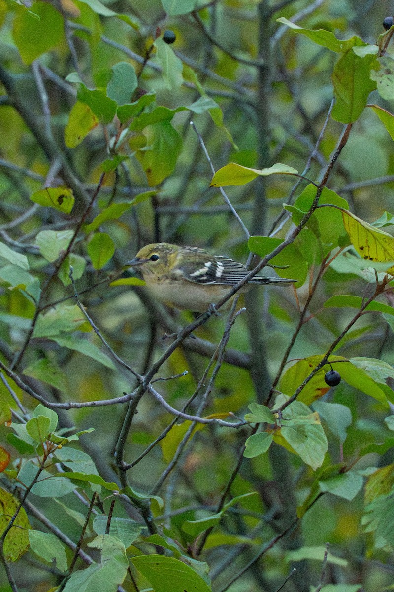 Bay-breasted Warbler - ML640678091