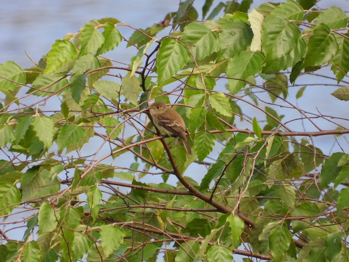 Mosquero sp. (Empidonax sp.) - ML640678100