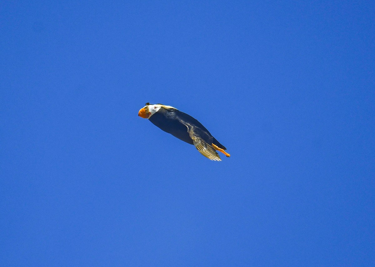 Tufted Puffin - ML640678130