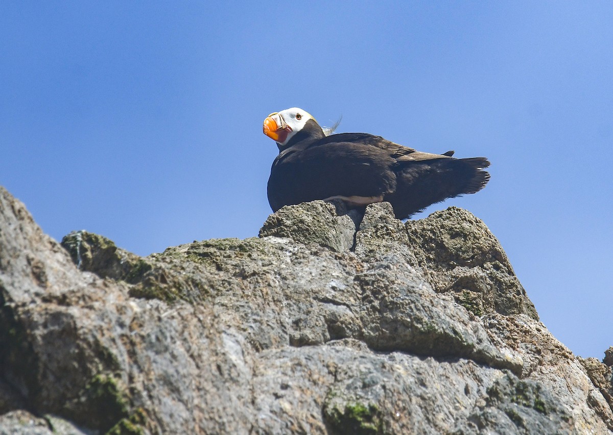 Tufted Puffin - ML640678131