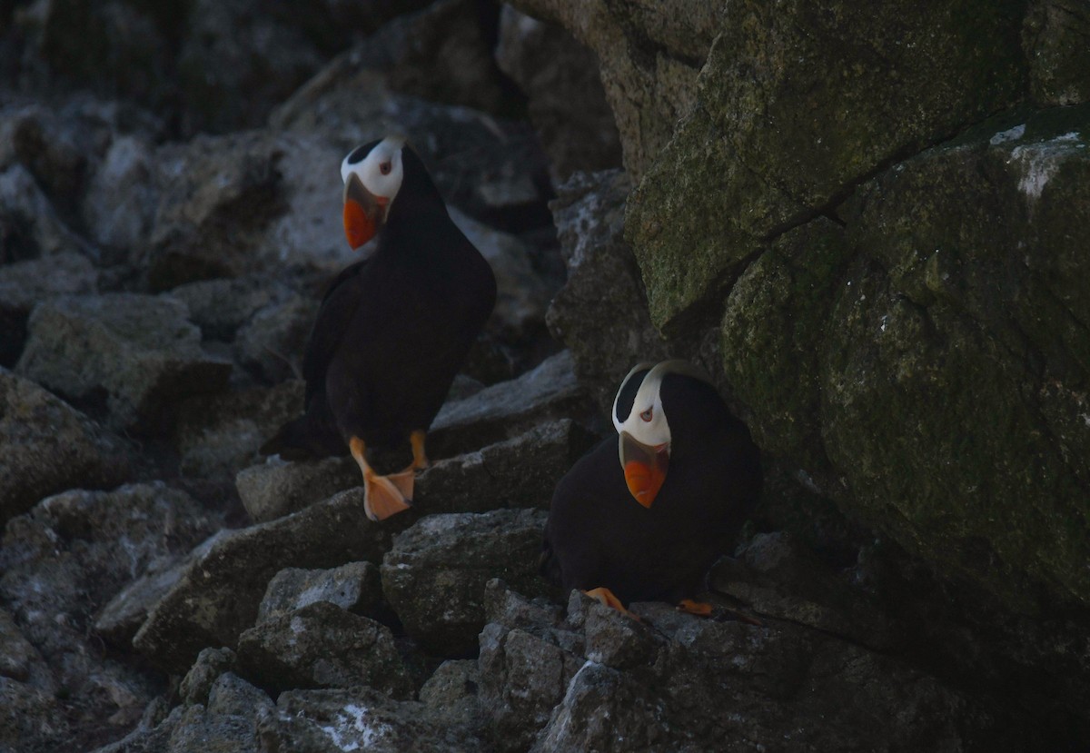 Tufted Puffin - ML640678132