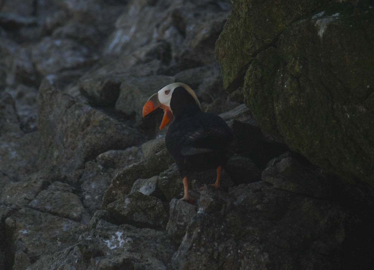 Tufted Puffin - ML640678133