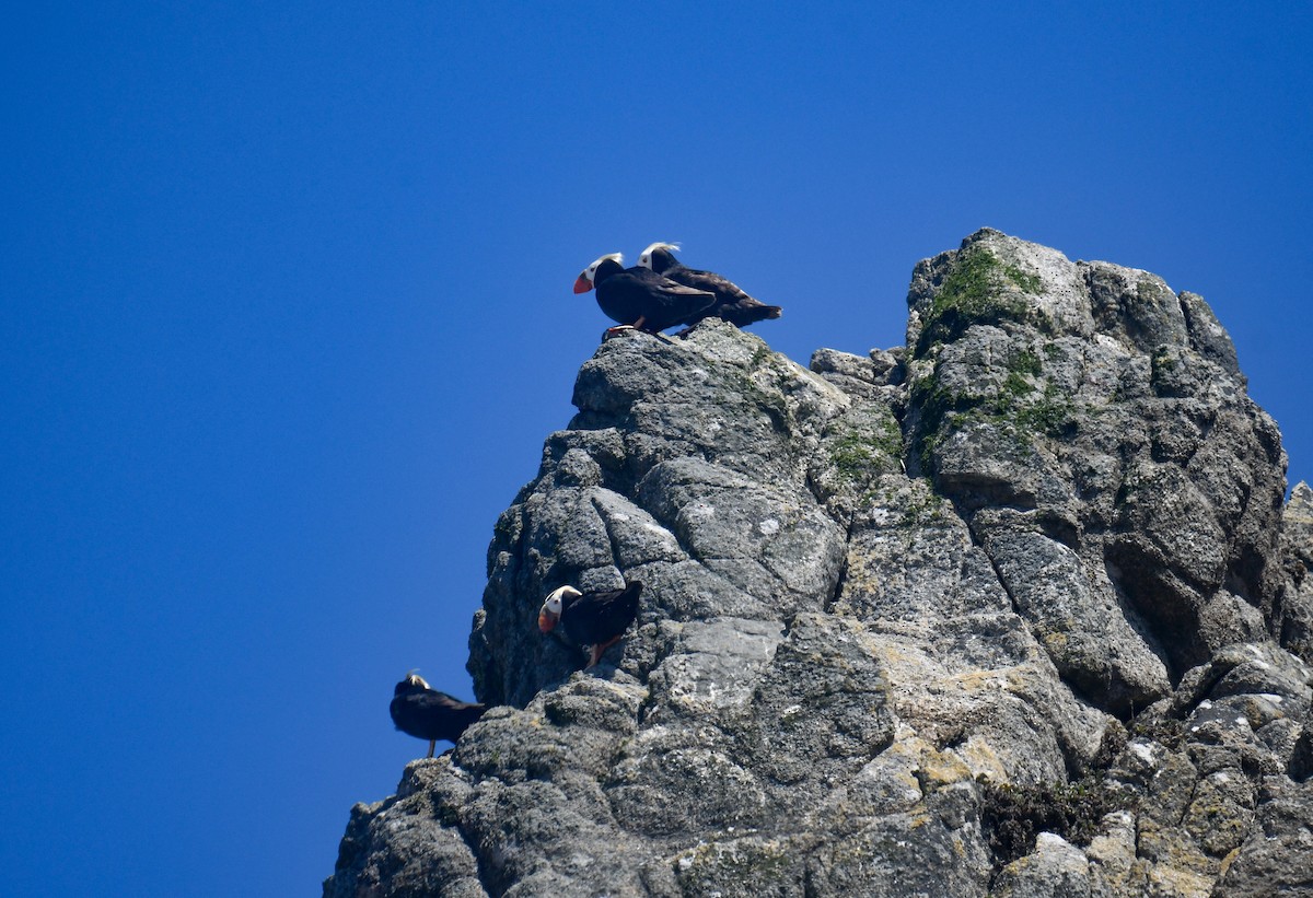 Tufted Puffin - ML640678134