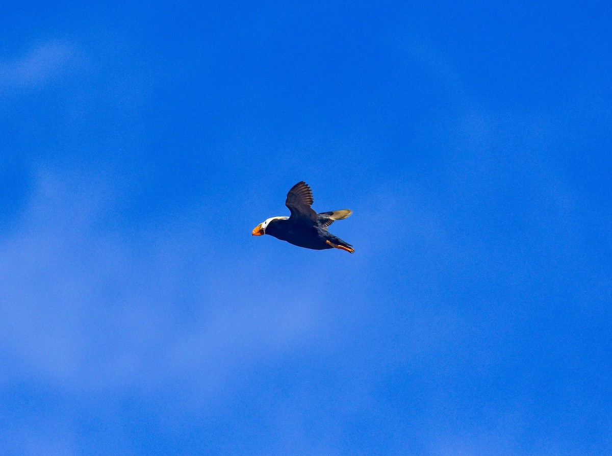 Tufted Puffin - ML640678135